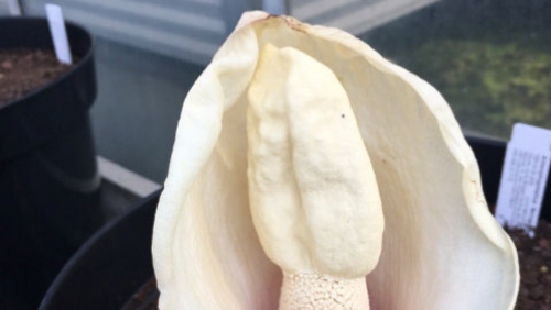 Shell elements in flowers: Amorphophallus inflorescences show a huge bract, comparable to curved shell elements